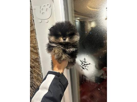 Pomeranian Spitz TOP κουτάβια